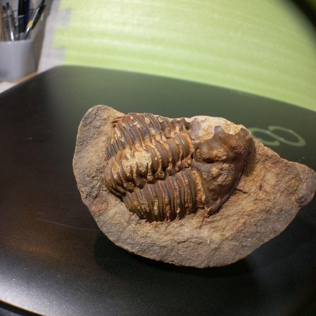 三葉虫　化石　fossil　ボリビア産　レア　Fossil管理⑦