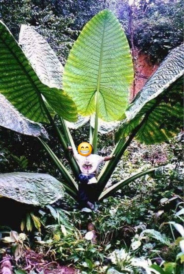 原種　世界最大　アロカシア　ロブスタ　サトイモ科　アロイド　パルダリウム　⑥