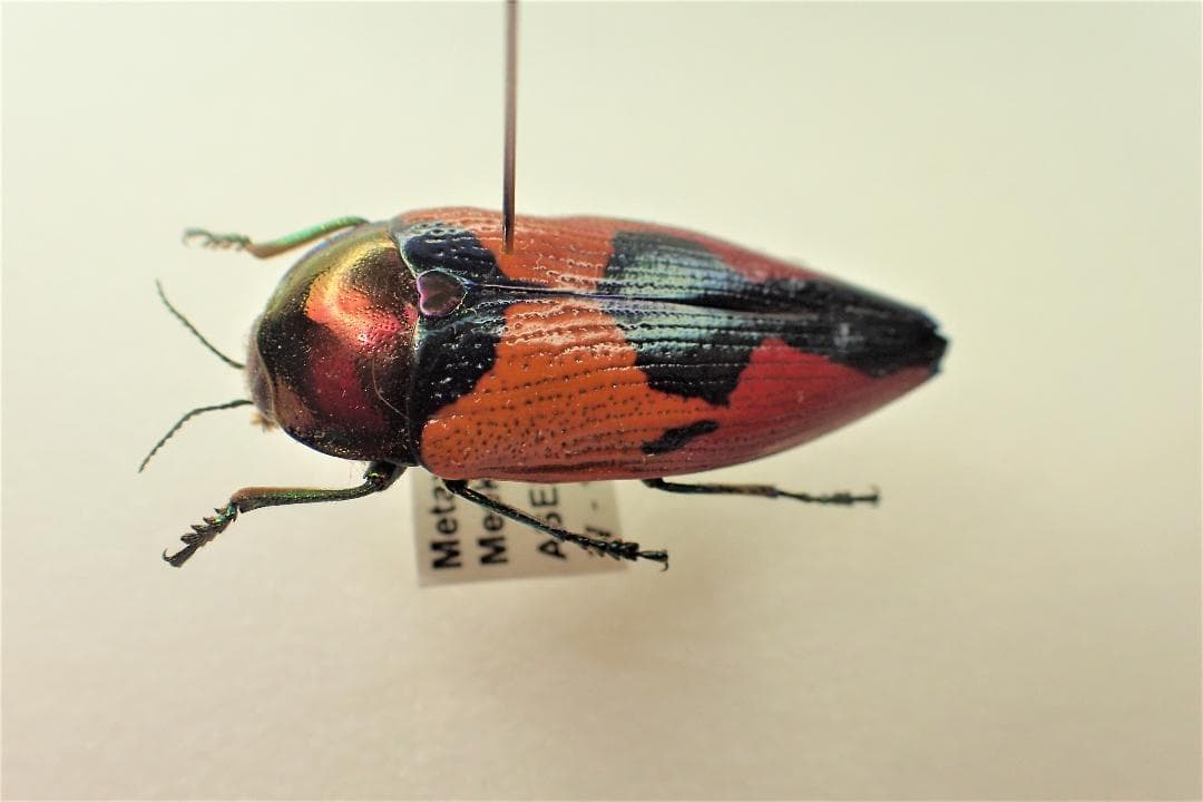 その他 xymorpha meeki.